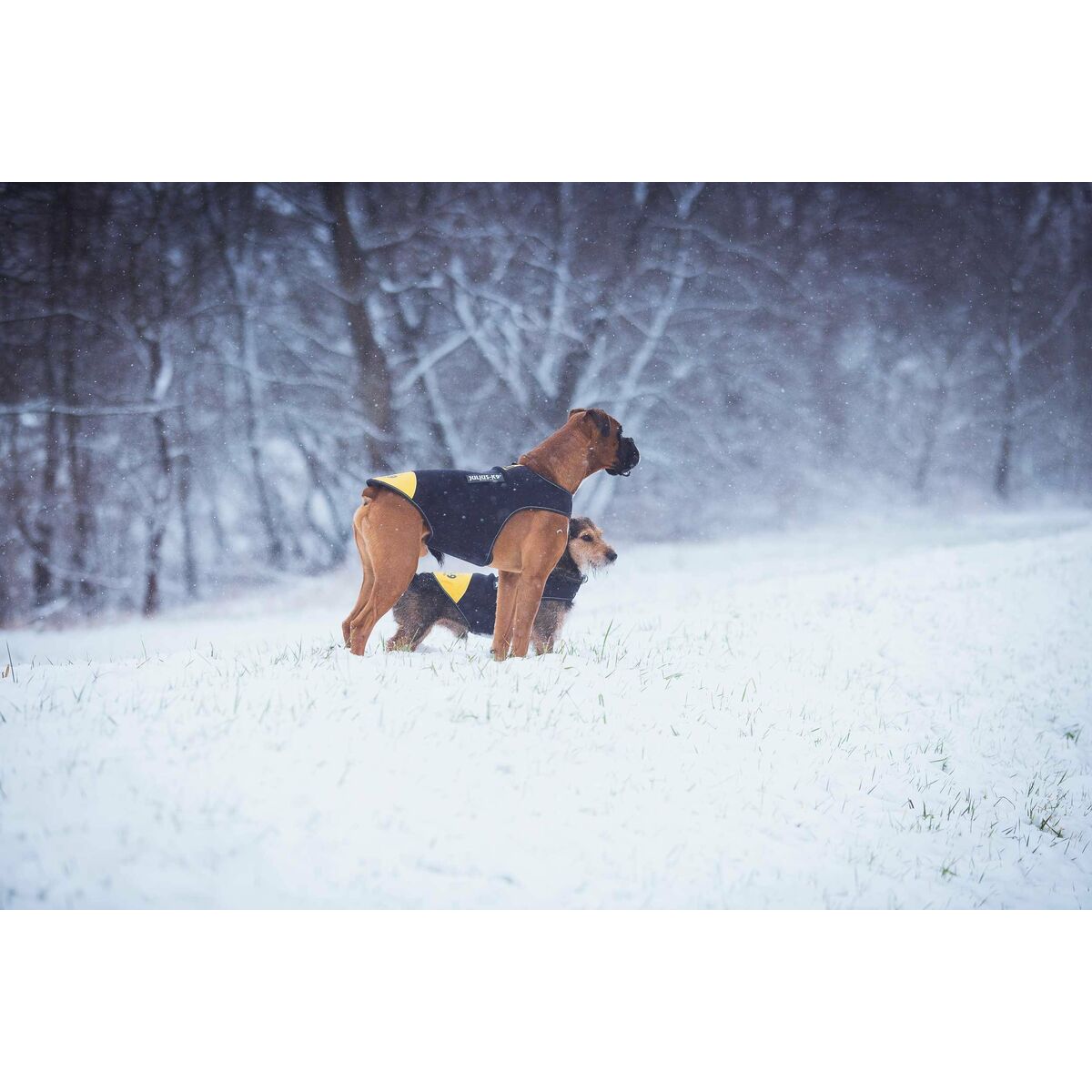 V6H1E0DAEF3A9E3C8B08079517E4462772DR7445367P6